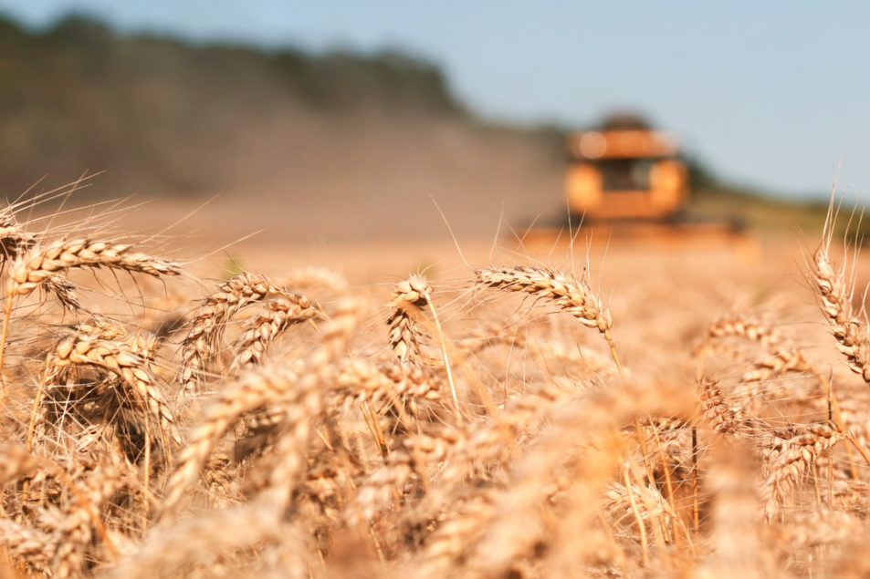 Wheat-harvest-2_Photo-cred-adobe-stock_E(1).jpg